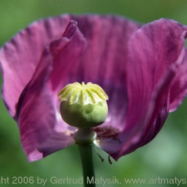 Gertrud Matysik: 'motive from flora 0055', 2002 Color Photograph, Floral. Artist Description: Copyright 2006 by Gertrud Matysik, www. artmatysik. org.Please feel free to ask for further informations and thank you for your visit.  ...