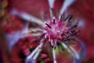 Gertrud Matysik: 'motive from flora 0057', 2006 Color Photograph, Floral. Copyright 2006 by Gertrud Matysik, www. artmatysik. org.Please feel free to ask for further informations and thank you for your visit.  ...