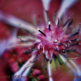 Gertrud Matysik: 'motive from flora 0057', 2006 Color Photograph, Floral. Artist Description: Copyright 2006 by Gertrud Matysik, www. artmatysik. org.Please feel free to ask for further informations and thank you for your visit.  ...