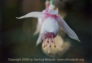 Gertrud Matysik: 'motive from flora 0067', 2006 Color Photograph, Floral. 