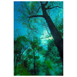 Tree After Rainstorm Bue Green Color Digital Photograph By Marilyn Nosewicz