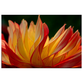 Yellow Orange Dahlia Color Digital Photograph By Marilyn Nosewicz