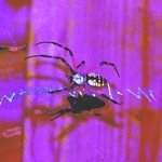 Arachnid Art II Me and My Shadow By C. A. Hoffman