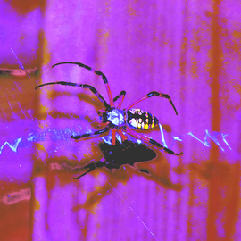 Arachnid Art II Me and My Shadow By C. A. Hoffman