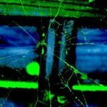 Arachnid Art IV Neon Webfreeze   By C. A. Hoffman