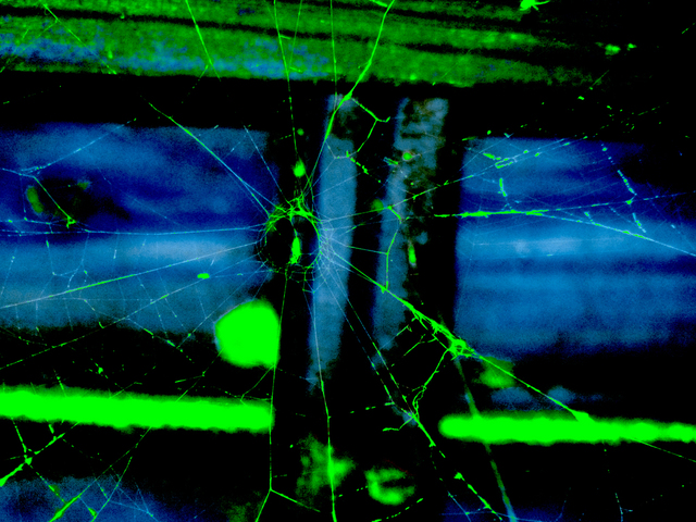 Artist C. A. Hoffman. 'Arachnid Art IV Neon Webfreeze  ' Artwork Image, Created in 2009, Original Drawing Pencil. #art #artist