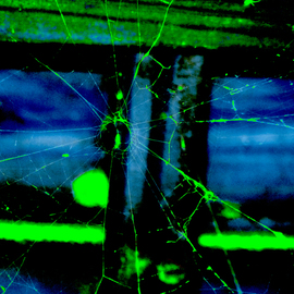 Arachnid Art Iv Neon Webfreeze  , C. A. Hoffman