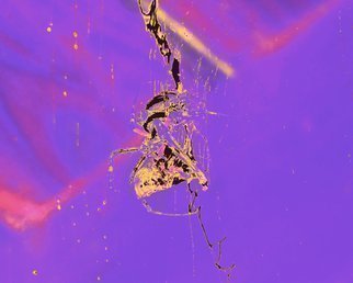 C. A. Hoffman: 'Arachnid Art IX Vision In Lavender', 2009 Color Photograph, Abstract.    This piece is from an original photo that has been digitally painted to create an original work of art.   ...