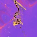 Arachnid Art IX Vision In Lavender By C. A. Hoffman