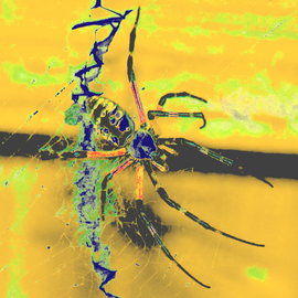 C. A. Hoffman: 'Arachnid Art Lemon Squeeze', 2009 Color Photograph, Abstract. Artist Description:  This piece is from an original photo that has been digitally painted to create an original work of art.       ...