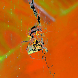 C. A. Hoffman: 'Arachnid Art VIII Melon Drip ', 2009 Color Photograph, Abstract. Artist Description:  This piece is from an original photo that has been digitally painted to create an original work of art. ...