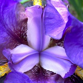 C. A. Hoffman: 'Bashful Lavender', 2008 Color Photograph, Floral. 