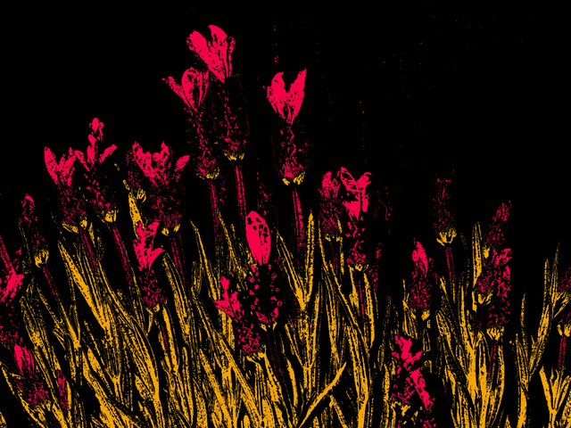 Artist C. A. Hoffman. 'Blood Red Field Flowers' Artwork Image, Created in 2009, Original Drawing Pencil. #art #artist