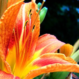 C. A. Hoffman: 'Blue Light Special I', 2008 Color Photograph, Floral. Artist Description:  Day Lilly at attention before the morning sun.  Slightly enhanced and cropped. ...