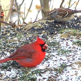 C. A. Hoffman: 'Cardinal Feast ', 2008 Color Photograph, Birds. Artist Description:  Part of my Cardinal series ( no pun intended) .  These guys were hanging around, so I got busy.  It' s not everyday you get an opportunity like this shot. ...