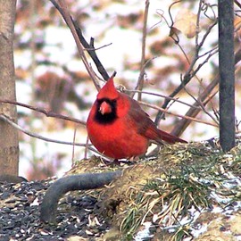 C. A. Hoffman: 'Cardinal Series II', 2008 Color Photograph, Birds. Artist Description:  Third in a series of cardinal shots.   The color on these guys is so vivid, it's hard not to shoot them.   This was a cloudy day, so not too many shadows, but still a great opportunity to showcase one of Mother Nature' s great masterpieces.  ...