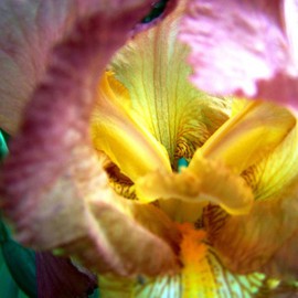 C. A. Hoffman: 'Fairies Nest', 2008 Color Photograph, Floral. 
