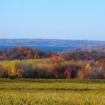 Fall Vineyard Landscape By C. A. Hoffman