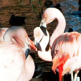 C. A. Hoffman: 'Flamingo Huddle Hike', 2008 Color Photograph, Birds. Artist Description:  There' s not a better place to find a flock of Flamingos reading for a nice friendly game, than the zoo! .  Again, I shot this on an extremely sunny day that provided lots of shadows and details. One, two, three, HIKE! ...
