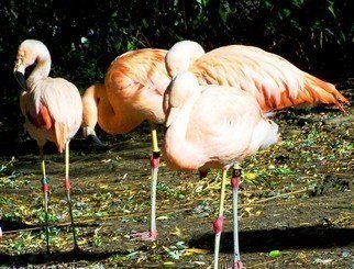 C. A. Hoffman: 'Flamingo Melon Squad', 2008 Color Photograph, Birds.  Shot outside on a brilliant day that provided plenty of light for crisp, clear shots and wonderful shadows.  These guys seemed to be gathering in a huddle, set for a perfect  game of ?  ...