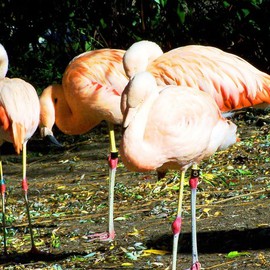 C. A. Hoffman: 'Flamingo Melon Squad', 2008 Color Photograph, Birds. Artist Description:  Shot outside on a brilliant day that provided plenty of light for crisp, clear shots and wonderful shadows.  These guys seemed to be gathering in a huddle, set for a perfect  game of ?  ...