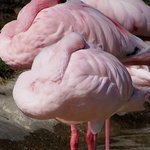Flamingo Melon Squad Returns, C. A. Hoffman