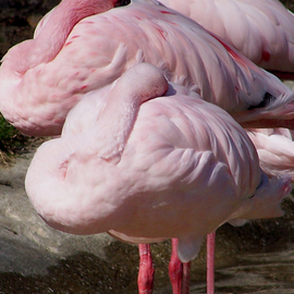 C. A. Hoffman: 'Flamingo Melon Squad Returns', 2009 Color Photograph, Birds. 