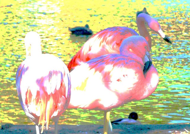 Artist C. A. Hoffman. 'Flamingo Pastels I' Artwork Image, Created in 2008, Original Drawing Pencil. #art #artist