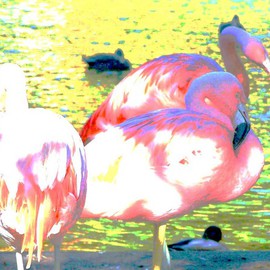Flamingo Pastels I By C. A. Hoffman