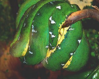 C. A. Hoffman: 'Green Sausage', 2009 Color Photograph, Activism.  This is an original photo of a green poisonous snake taken while on vacation.All pieces are available in sizes up to 16x20 inches. ...