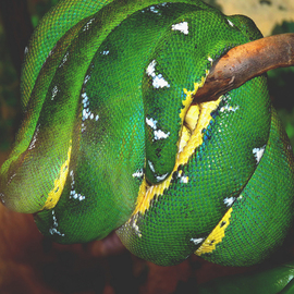 C. A. Hoffman: 'Green Sausage', 2009 Color Photograph, Activism. Artist Description:  This is an original photo of a green poisonous snake taken while on vacation.All pieces are available in sizes up to 16x20 inches. ...