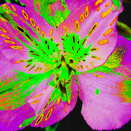 C. A. Hoffman: 'Hawaiian Fuscia Splash', 2009 Color Photograph, Abstract. Artist Description:  Fuscias, greens, yellows and violets make for a very bright and lively Hawaiian color splash!  This photo was digitally enhanced and painted to create a completely different venue. ...