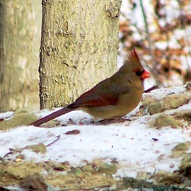 C. A. Hoffman: 'Lady Cardinal I', 2008 Color Photograph, Birds. Artist Description:   This was a very fortunate photo op.  It was a very cold day with excellent light which made the shadowing and colors exceptional.  This female cardinal seemed to be waiting for her mate and proceeded to call for him.  Hmmmmm. . . . .  ...