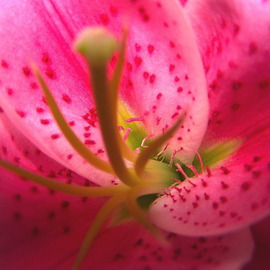 C. A. Hoffman: 'Lady In Pink III Awakening', 2009 Color Photograph, Floral. 
