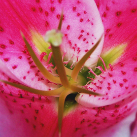 C. A. Hoffman: 'Lady In Pink II Daggers', 2009 Color Photograph, Floral. 