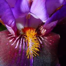 Lavender Iriss Fuzzy Tongue, C. A. Hoffman