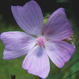 C. A. Hoffman: 'Lavender Louise', 2009 Color Photograph, Floral. 