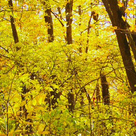 C. A. Hoffman: 'Lemon Heaven', 2008 Color Photograph, Landscape. Artist Description:  Fall foliage at its best in the Traverse City Bay area.All photos area available in sizes up to 16x20 inches. ...