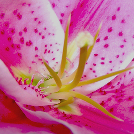 C. A. Hoffman: 'Lucious Lady Pink', 2009 Color Photograph, Floral. Artist Description:  Pink, pink, pink.  What more can I say?  ...