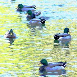 C. A. Hoffman: 'Mallard Lineup', 2008 Color Photograph, Birds. Artist Description:  Pictures of some Mallards taken at a state park.  The one on the left just couldn't seem to get with the program.  I liked the way the reflections in the water brought out the greens and blues, giving the look of an impressionist painting. ...