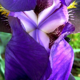 C. A. Hoffman: 'Modesty in Lavender', 2008 Color Photograph, Floral. Artist Description:  A certain flora, modest and demure.   Purple Iris is the perfect  lure. ...