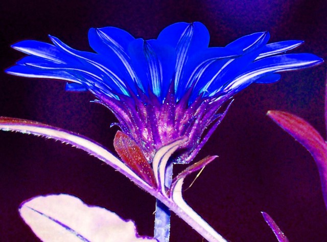 Artist C. A. Hoffman. 'Neon Blue Vision' Artwork Image, Created in 2007, Original Drawing Pencil. #art #artist
