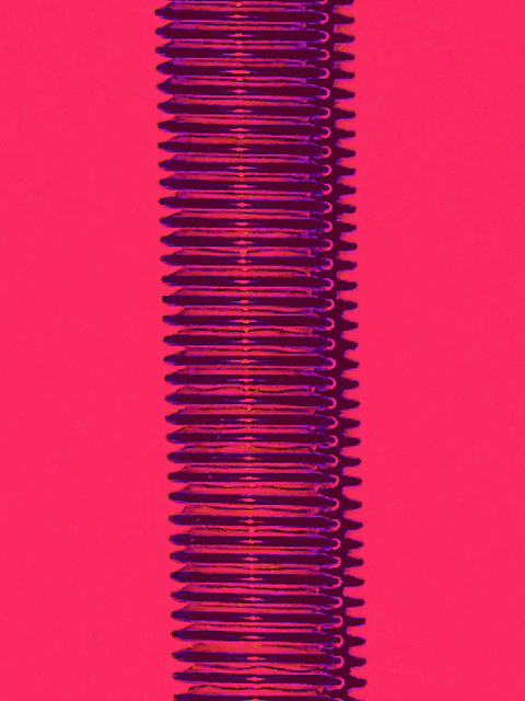 C. A. Hoffman  'Nexium Reds Long Stretch ', created in 2009, Original Drawing Pencil.