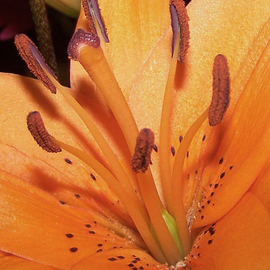 C. A. Hoffman: 'Orange Surprise', 2009 Color Photograph, Floral. 