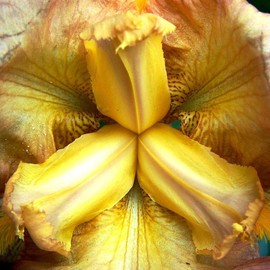 C. A. Hoffman: 'Pantaloons', 2008 Color Photograph, Floral. 