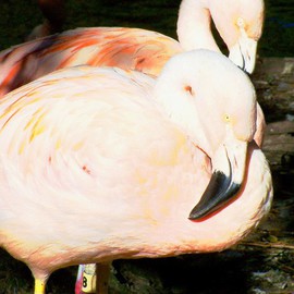 C. A. Hoffman: 'Pink Flamingos III', 2008 Color Photograph, Birds. Artist Description:   This is the third in a series of photos of pink flamingos.  The light was wonderful that day and the flock was out and up to posing.  ...
