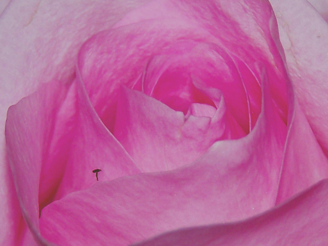 Artist C. A. Hoffman. 'Pink Rose Hitcher' Artwork Image, Created in 2009, Original Drawing Pencil. #art #artist