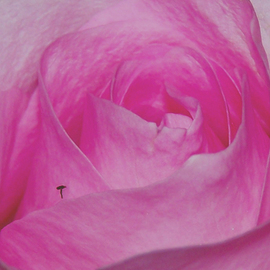 C. A. Hoffman: 'Pink Rose Hitcher', 2009 Color Photograph, Floral. Artist Description:  Found this beautiful pink rose in a bouquet of flowers at a market.  Didn't count on finding a hitcher on for the ride. . . .All photos are available in sizes up to 16x20 inches. ...