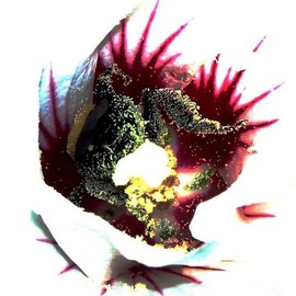 C. A. Hoffman: 'Pollen Backdoor', 2008 Color Photograph, Floral. 