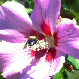 C. A. Hoffman: 'Pollen Enthusiast', 2007 Color Photograph, Floral. Artist Description:  This is one of my favorites. It's of a very hungry bee who doesn' t know when to quit.  A tricky one to get, but well worth it.  Sun was perfect that day and created some wonderful shadows.  ...